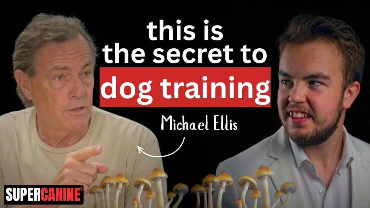 Michael Ellis — show artwork